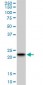 RAB7B Antibody (monoclonal) (M01)